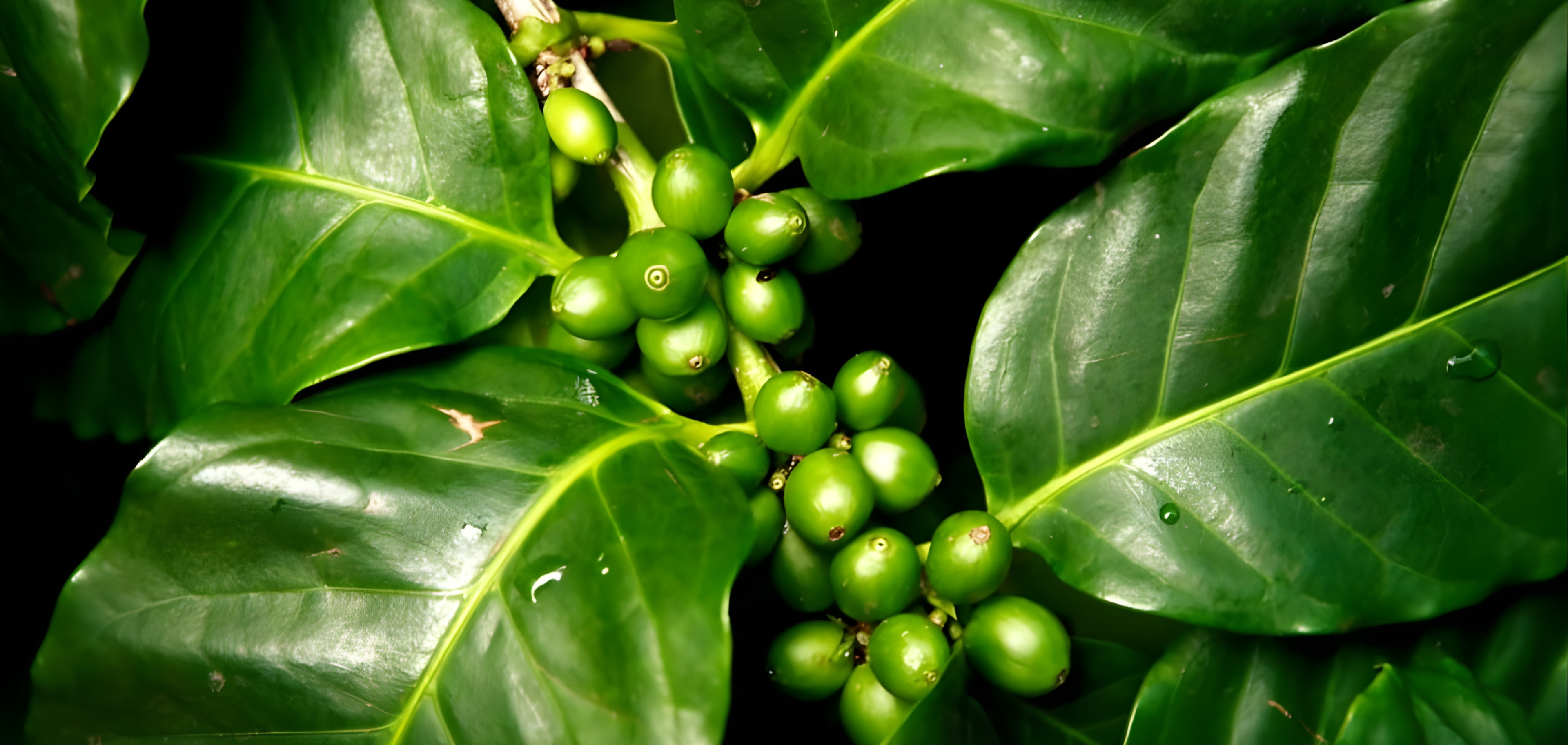Cafe En Grano Costa Rica